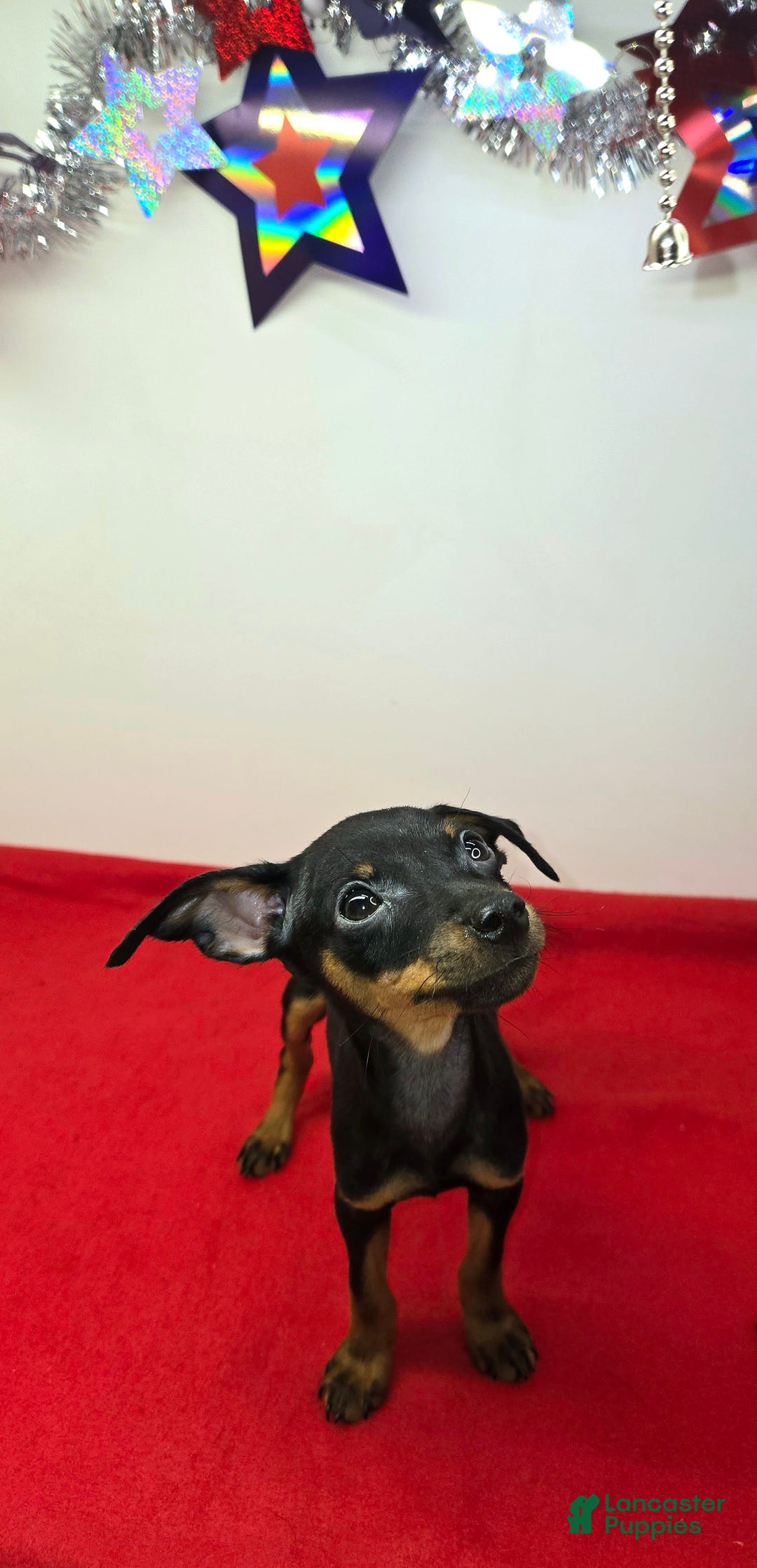 Miniature Pinscher dogs for sale: Otis - Image 5