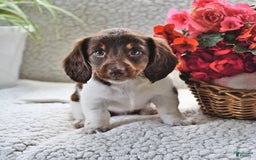Miniature Dachshund dogs for sale: Miniature Dachshund 4 puppies - Image 8