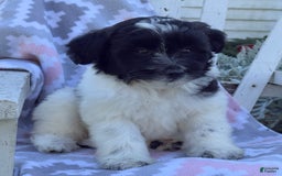 Miniature Poodle dogs for sale: Barry - Image 7