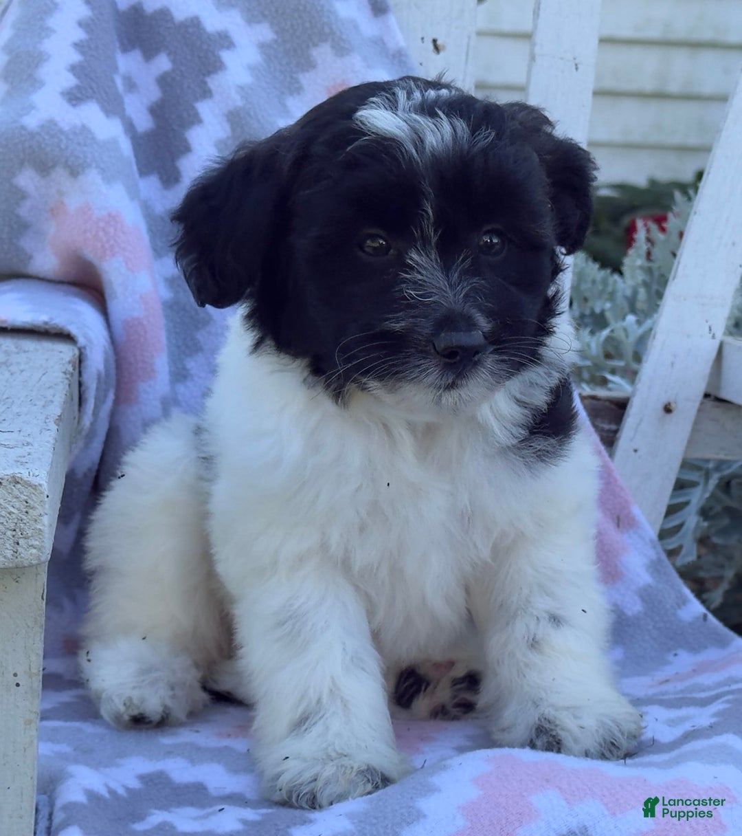 Miniature Poodle dogs for sale: Barry - Image 7