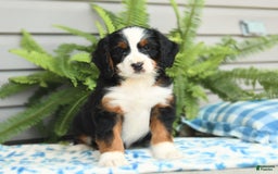 Bernedoodle dogs for sale: Basil - Image 5