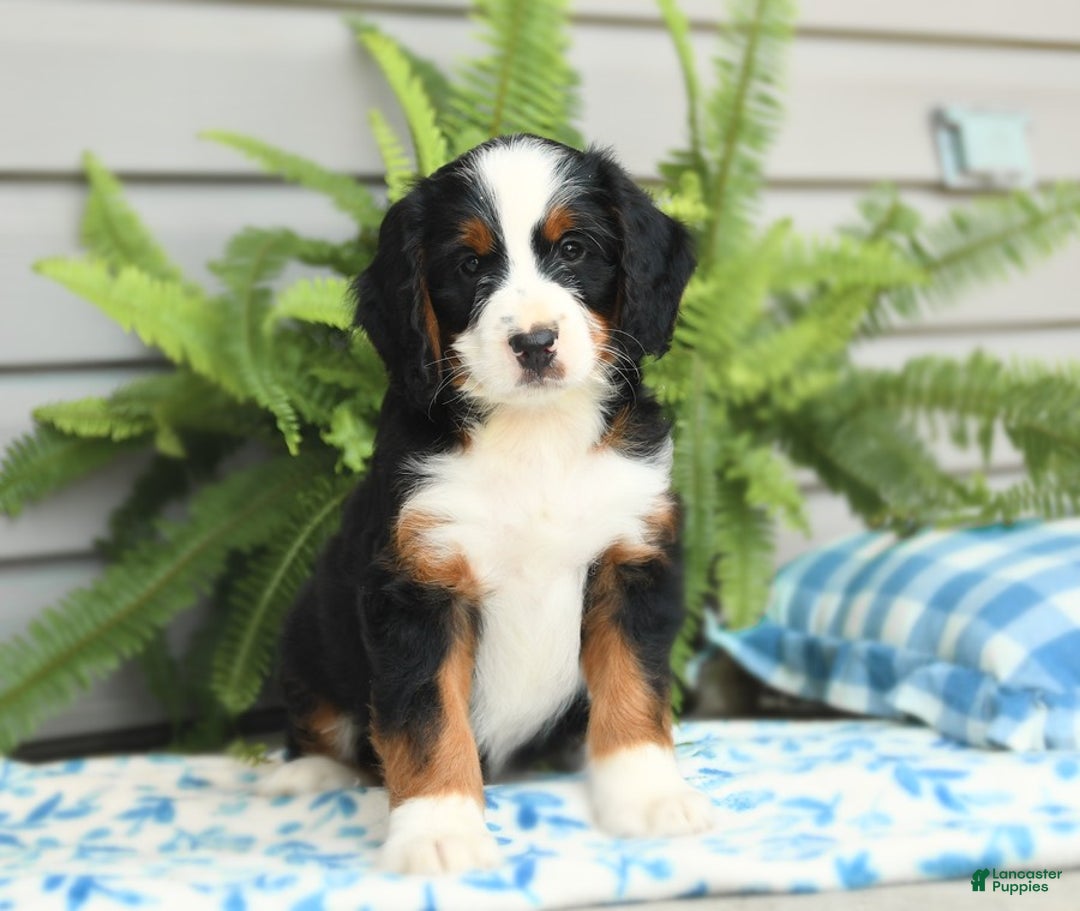 Bernedoodle dogs for sale: Basil - Image 5