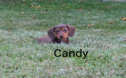 Dachshund dogs for sale: Candy - Image 1