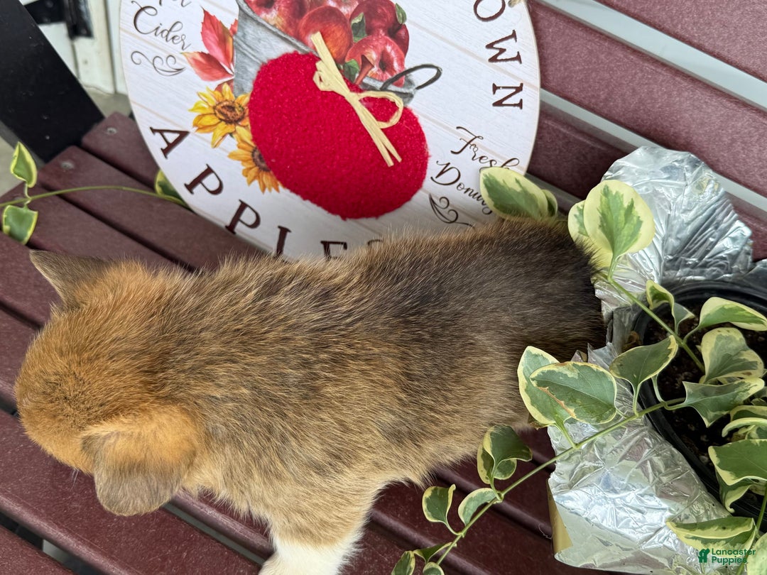Welsh Corgi Pembroke dogs for sale: Frank - Image 3