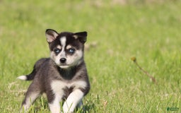 Alaskan Klee Kai dogs for sale: Bolt - Image 3