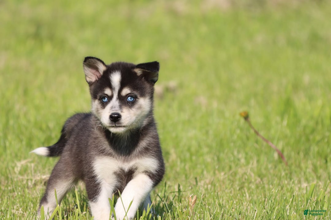 Alaskan Klee Kai dogs for sale: Bolt - Image 3