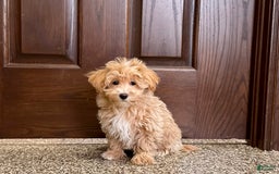 Maltipoo dogs for sale: Darling - Image 14