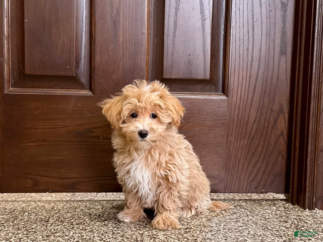 Maltipoo dogs for sale: Darling - Image 14