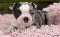 Frenchton dogs for sale: Jaida - Image 21