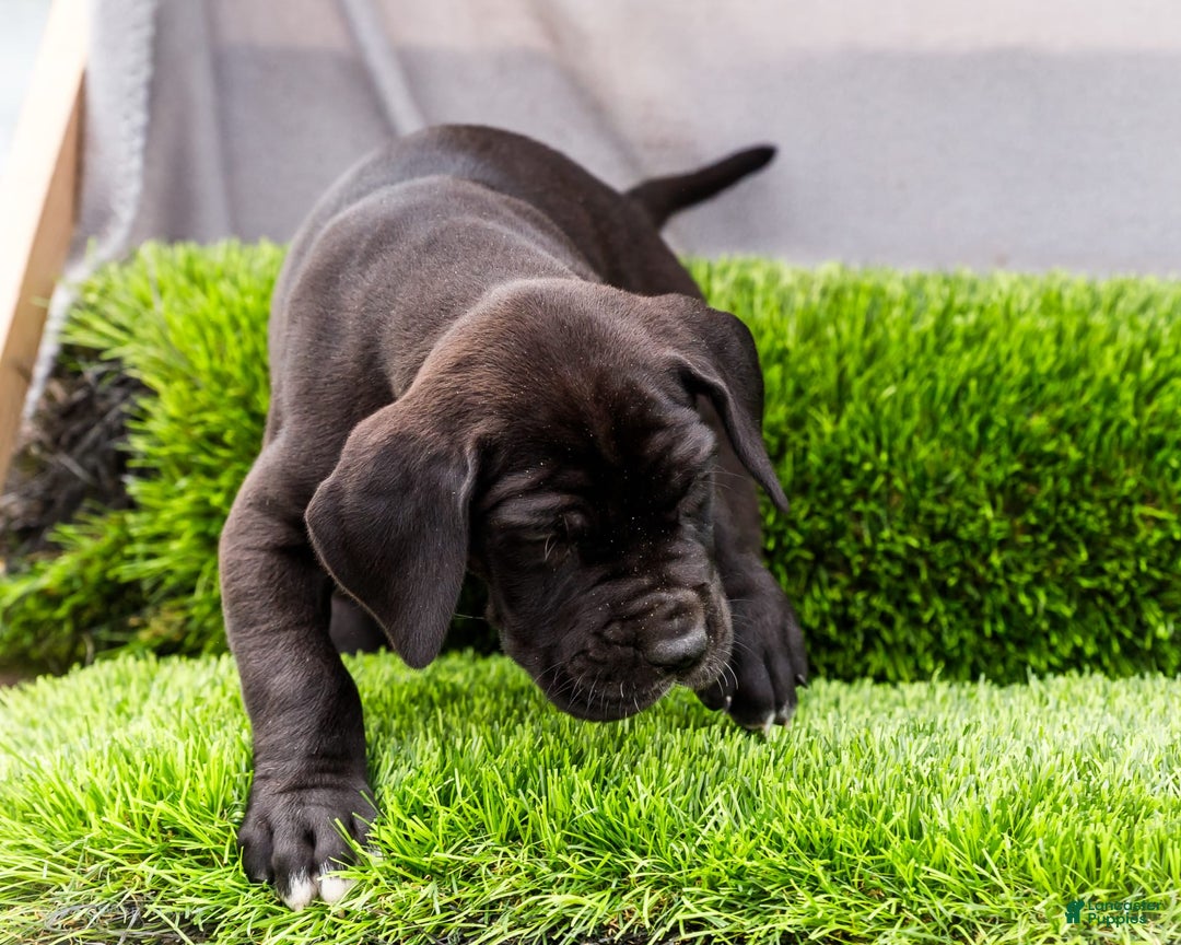 Great Dane dogs for sale: Krista - Image 6
