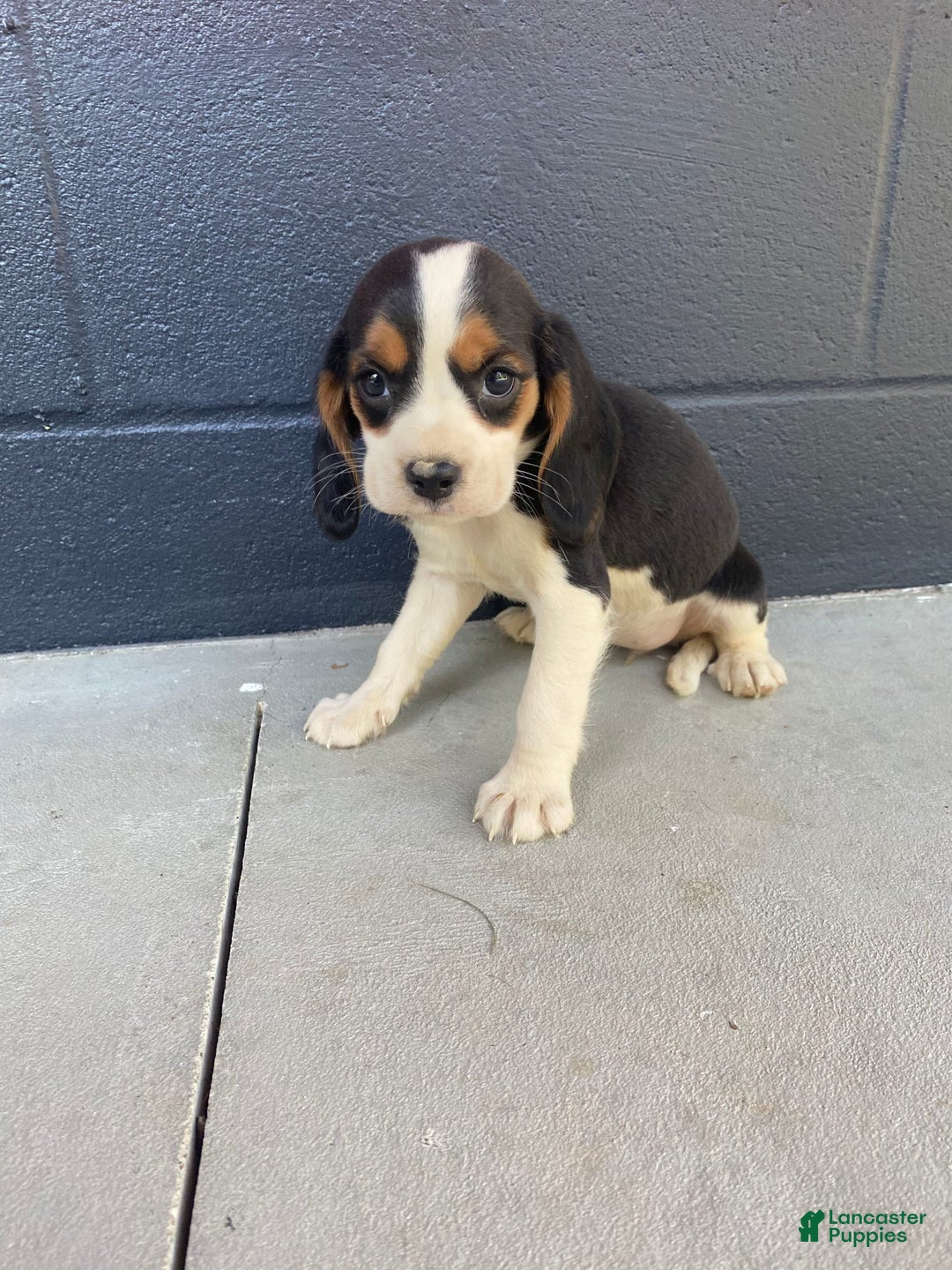 Beaglier dogs for sale: Beaglier 9 puppies - Image 1