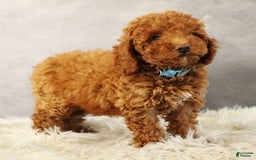 Toy Poodle dogs for sale: Wondercloud - Image 5