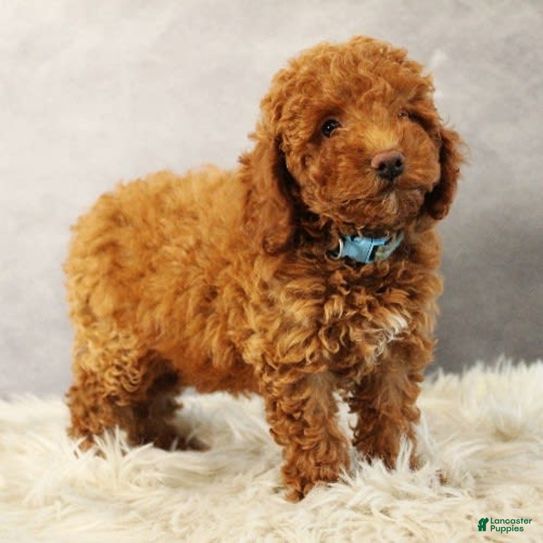 Toy Poodle dogs for sale: Wondercloud - Image 5