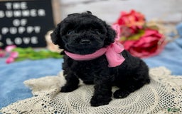 Miniature Poodle dogs for sale: Tasha - Image 7