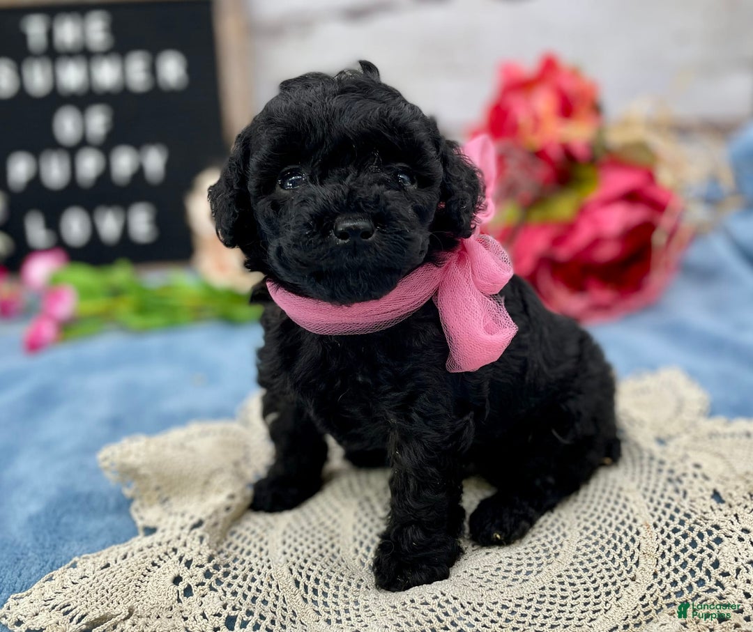 Miniature Poodle dogs for sale: Tasha - Image 7