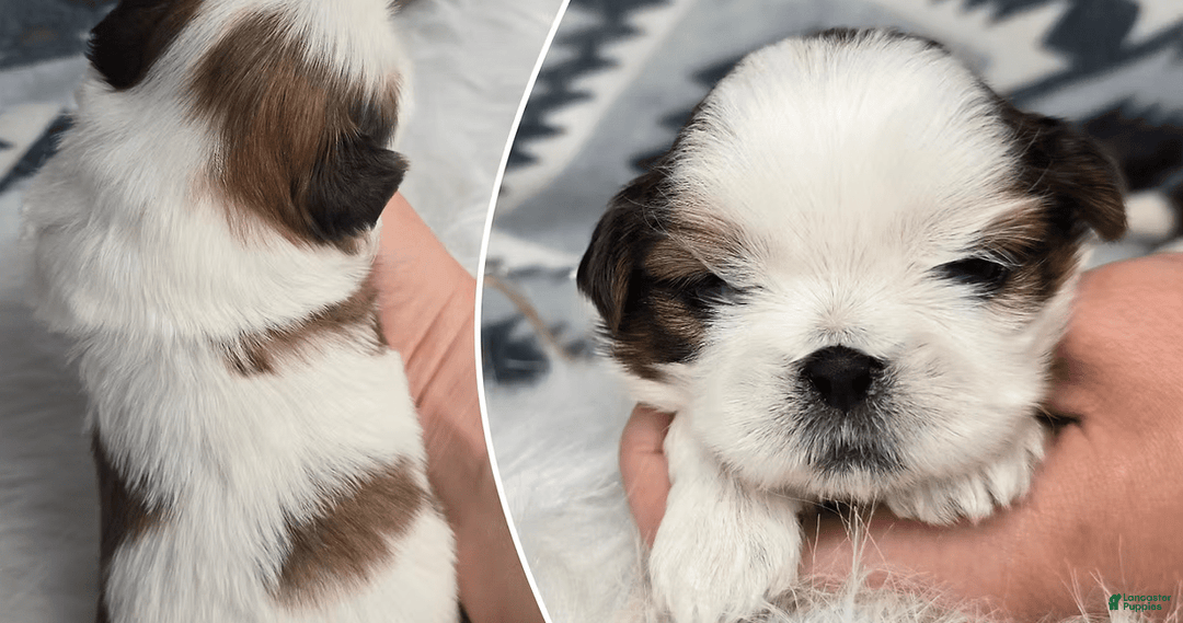Shih Tzu dogs for sale: Chrissy - Image 1