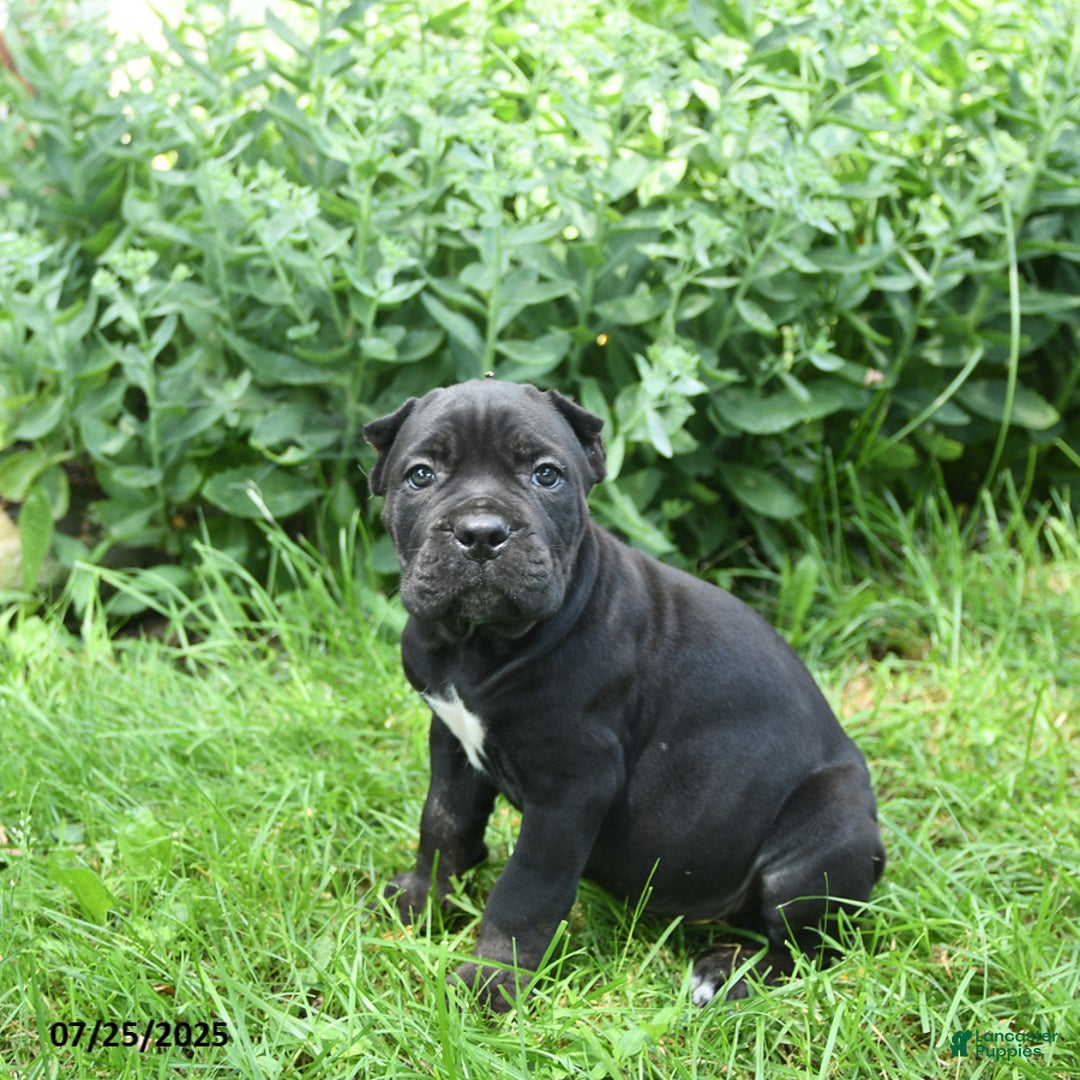 Cane Corso dogs for sale: Cane Corso 8 puppies - Image 5