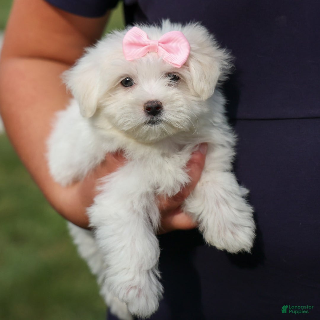Maltese dogs for sale: Samantha - Image 1