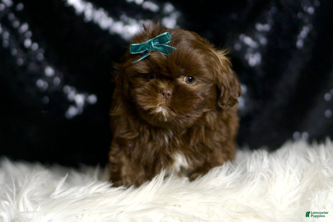 Shih Tzu dogs for sale: Baller - Image 5