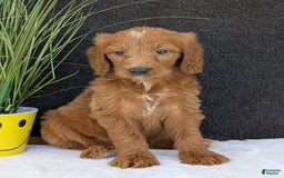 Goldendoodle dogs for sale: Kailey - Image 6