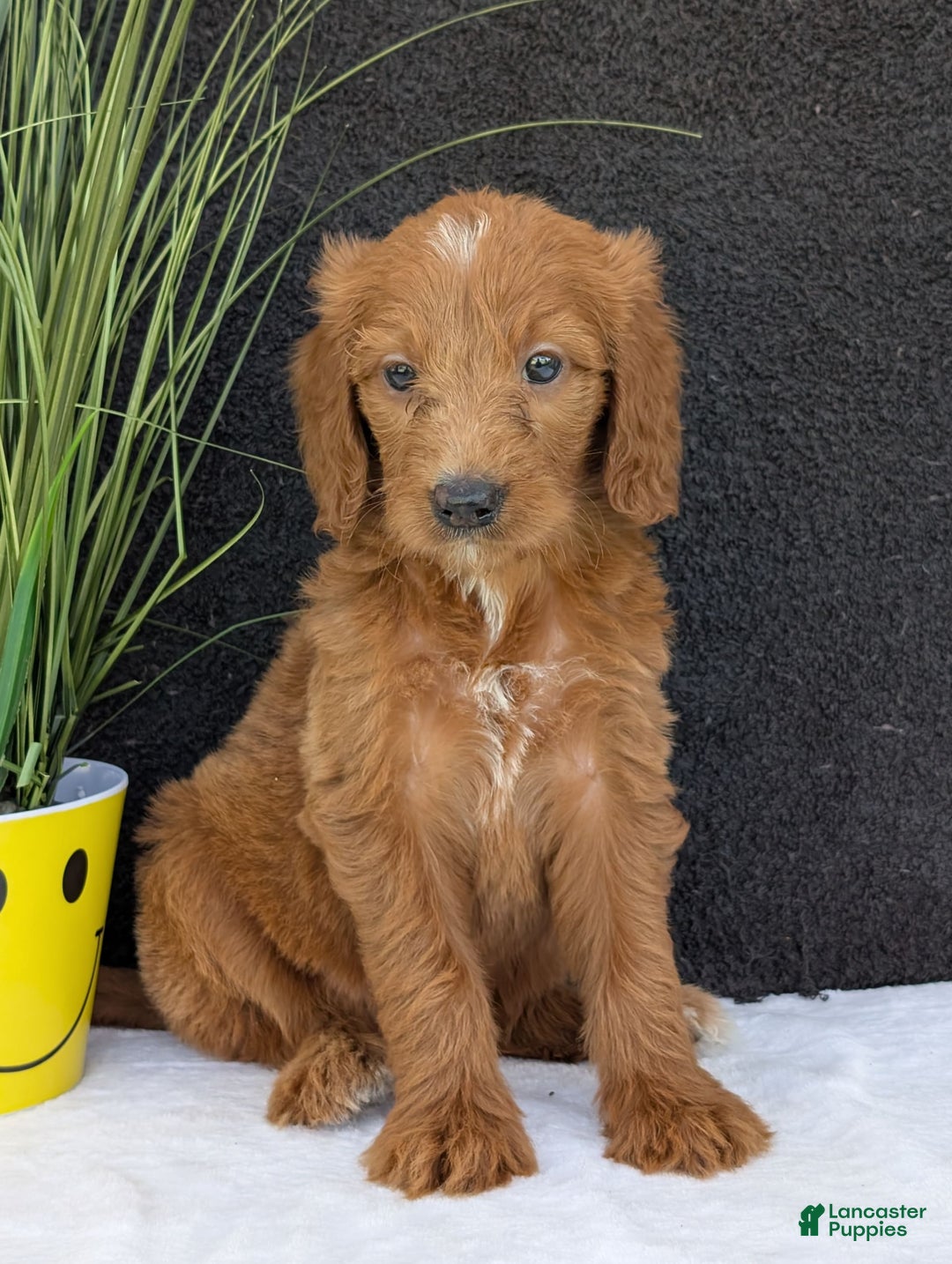 Goldendoodle dogs for sale: Kailey - Image 6