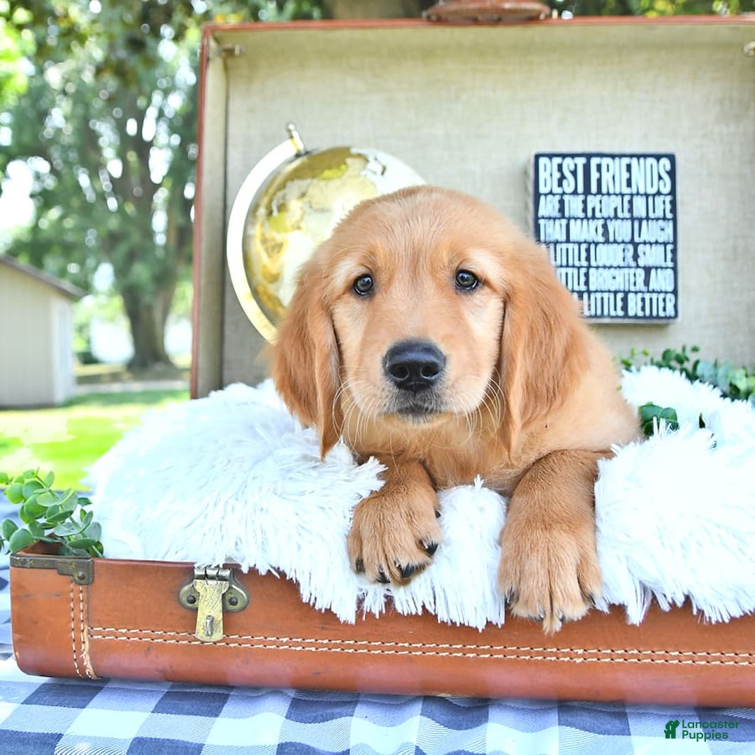 Golden Retriever dogs for sale: Anson - Image 16