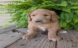 Goldendoodle dogs for sale: Bella - Image 15