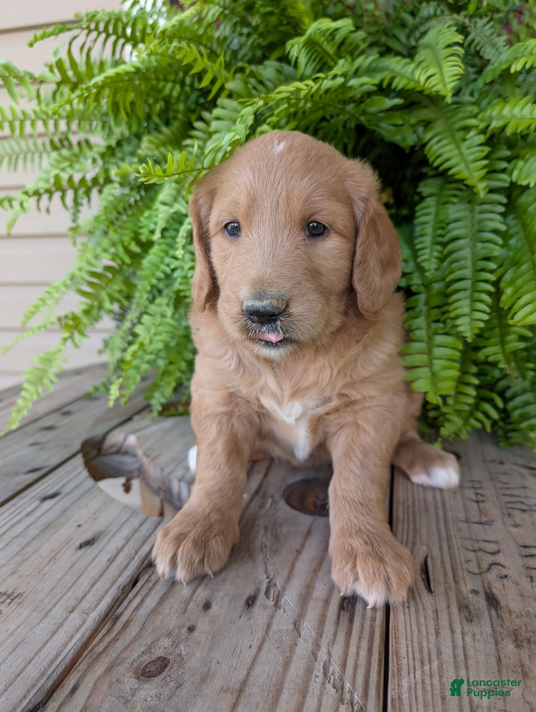 Goldendoodle dogs for sale: Bella - Image 15