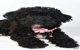 Bichpoo dogs for sale: Alisha - Image 5