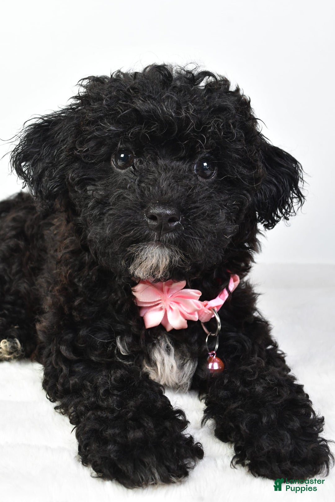 Bichpoo dogs for sale: Alisha - Image 5