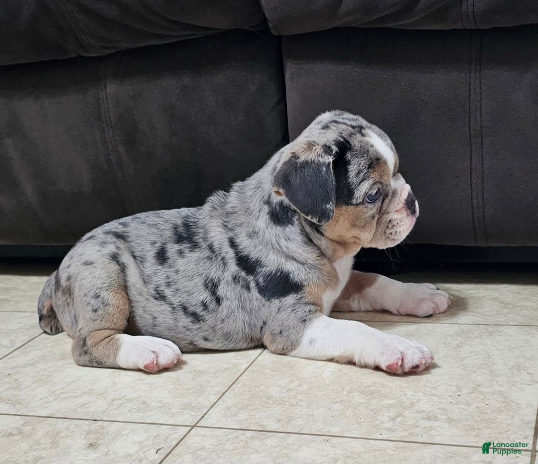English Bulldog dogs for sale: Silver Sprinkles - Image 4