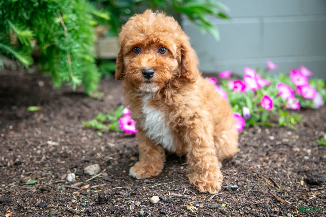 Miniature Poodle dogs for sale: Kyler - Image 3