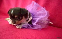 Chihuahua dogs for sale: Fancy Stance - Image 25