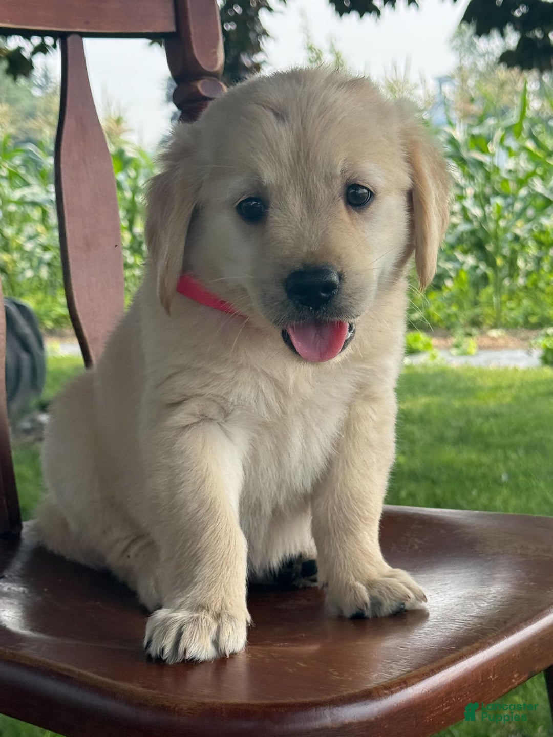 Golden Retriever dogs for sale: Joyful Jewel - Image 6