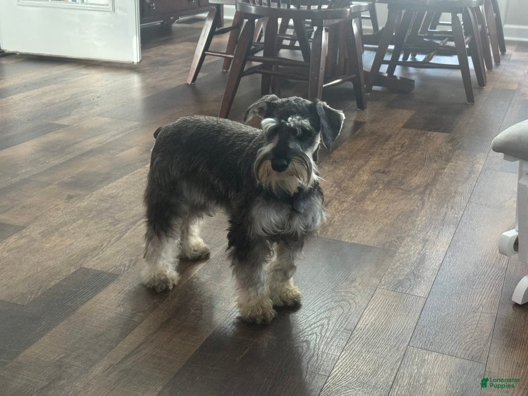 Miniature Schnauzer dogs for sale: Gypsy Male 1 - Image 10