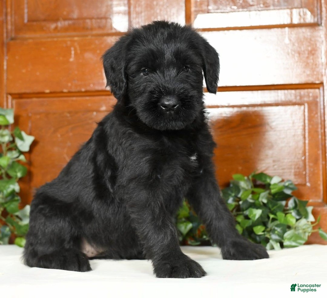 Giant Schnauzer dogs for sale: Teresa Giant - Image 4