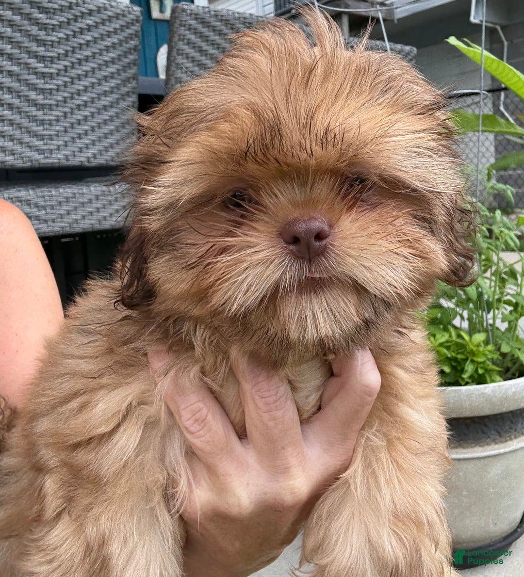 Shih Tzu dogs for sale: Brennan - Image 2