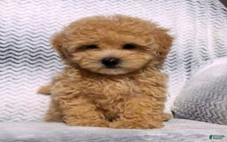 Maltipoo dogs for sale: Brady - Image 1