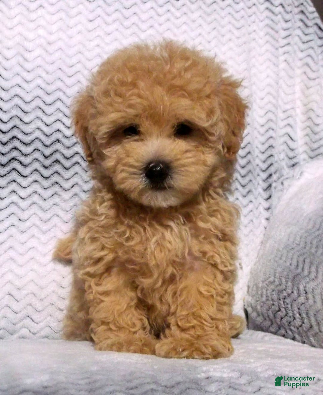 Maltipoo dogs for sale: Brady - Image 1