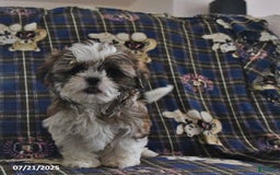 Shih Tzu dogs for sale: Bill - Image 9
