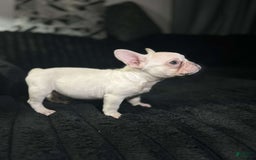 French Bulldog dogs for sale: Khaleesi - Image 2