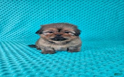 Shih Tzu dogs for sale: Cooper - Image 2