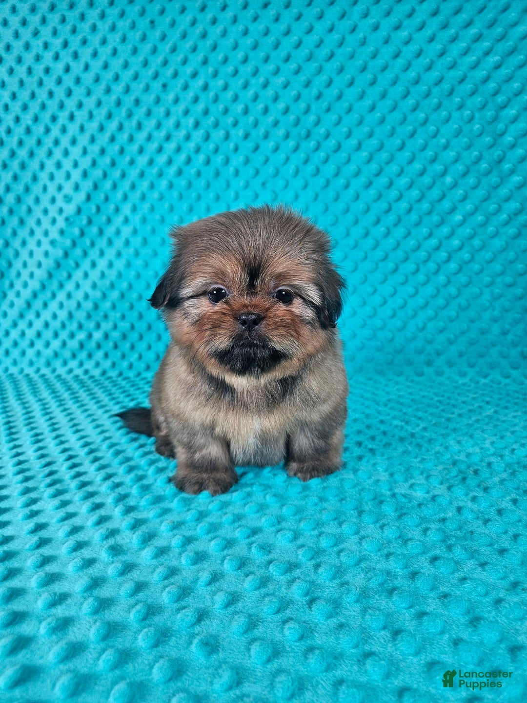 Shih Tzu dogs for sale: Cooper - Image 2