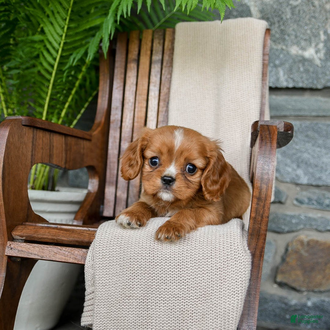 Cavalier King Charles Spaniel dogs for sale: Starlight - Image 3