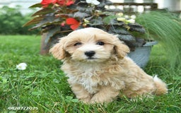 Maltipoo dogs for sale: Faith - Image 5