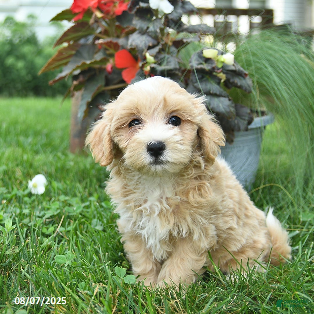 Maltipoo dogs for sale: Faith - Image 5