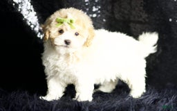 Maltipoo dogs for sale: Habibi - Image 3