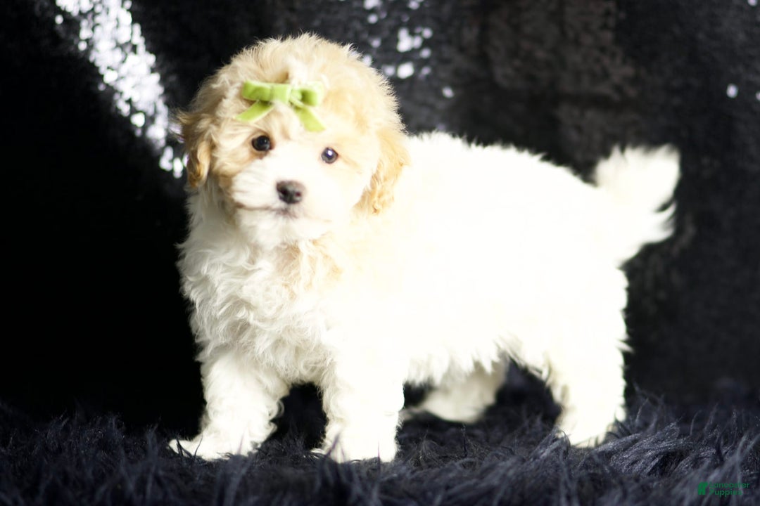 Maltipoo dogs for sale: Habibi - Image 3