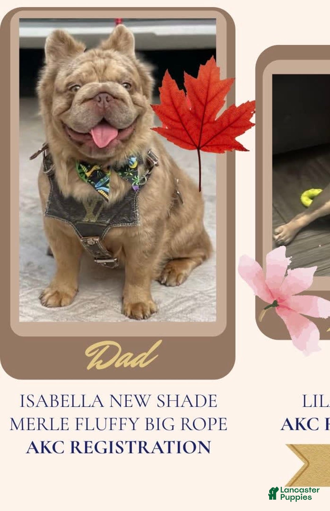 French Bulldog dogs for sale: Maple - Image 4