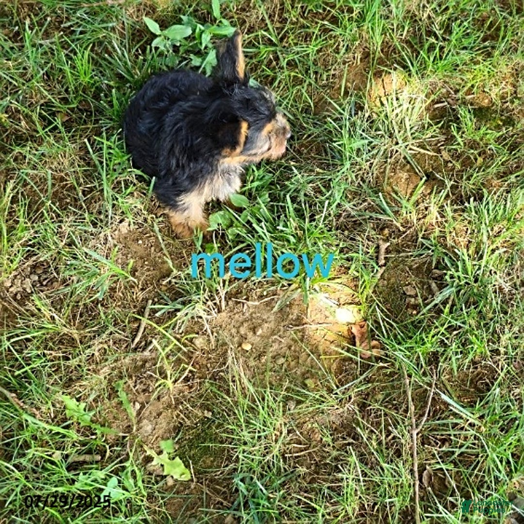 Yorkshire Terrier dogs for sale: Mellow - Image 7